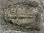 Aulacopleura (Paraaulacopleura) Trilobite - Rare #51864-1